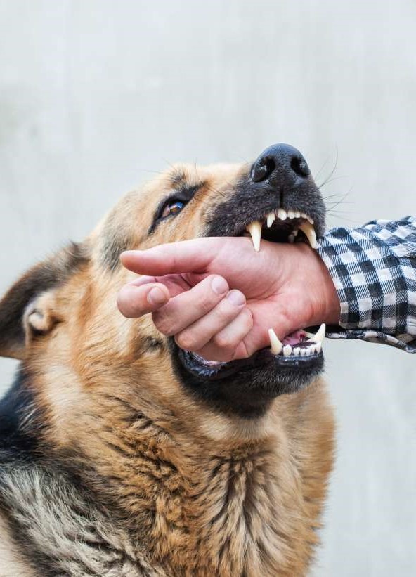 dog bite lawyer